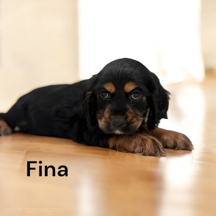 puppy, for, sale, Cocker Spaniel, Joe & Cherri  Overlease, dog, breeder, Miller, MO, dog-breeder, puppy-for-sale, forsale, nearby, find, puppyfind, locator, puppylocator, aca